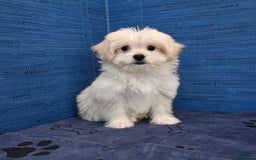 Shihpoo dogs for sale: Cedric - Image 28