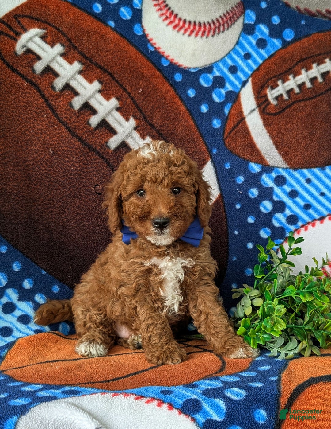 Mini Goldendoodle dogs for sale: Hamilton Hypoallergenic - Image 6