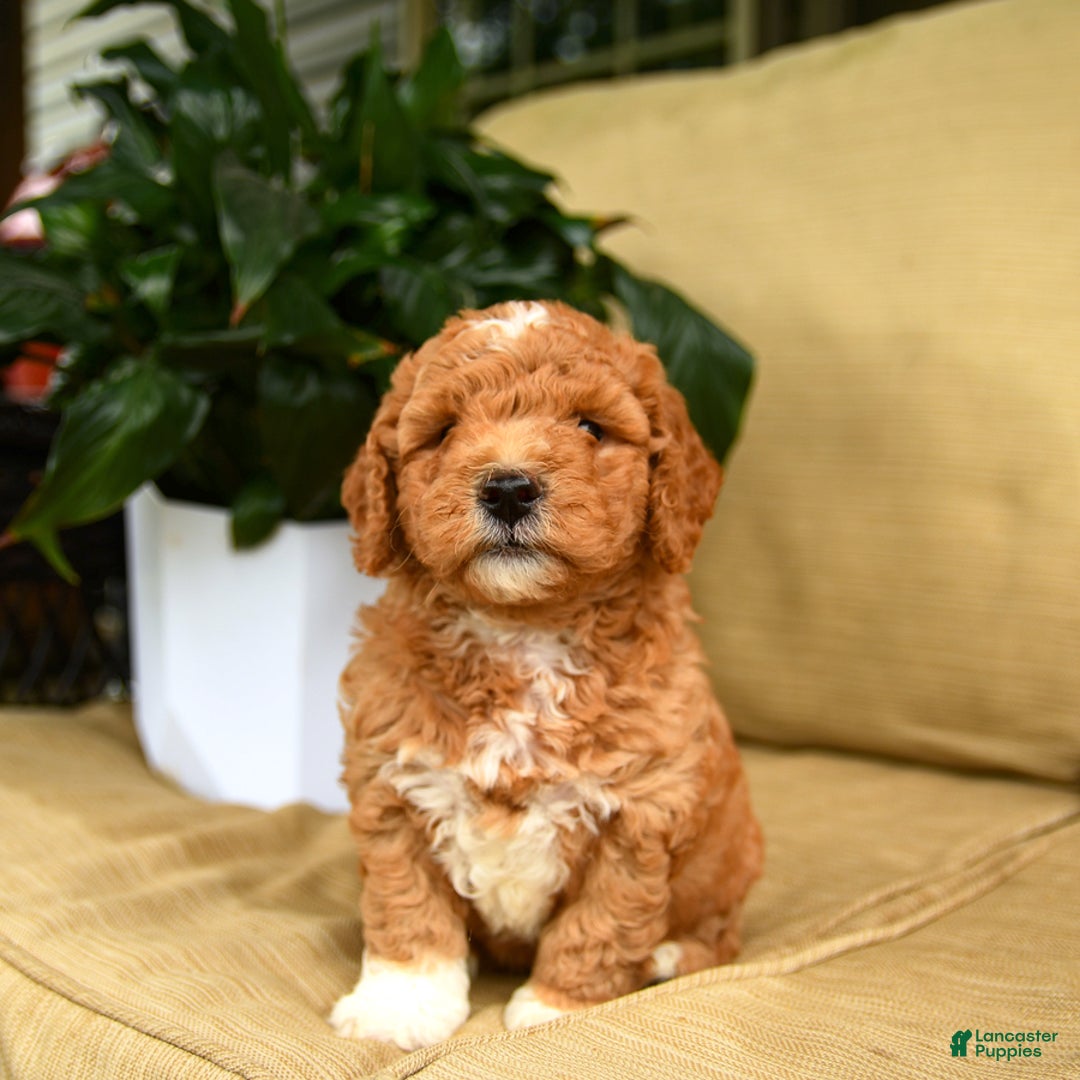 Mini Goldendoodle dogs for sale: Hershey - Image 4