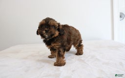 Shihpoo dogs for sale: Lukas - Image 3