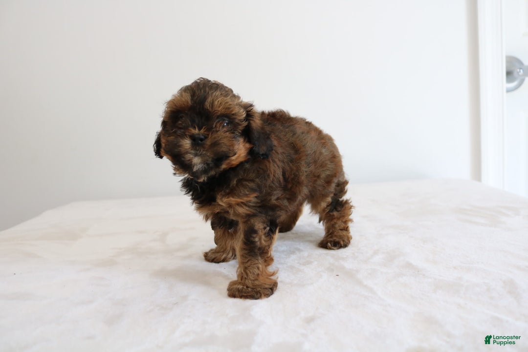 Shihpoo dogs for sale: Lukas - Image 3