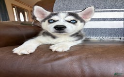 Siberian Husky dogs for sale: Bruno - Image 1