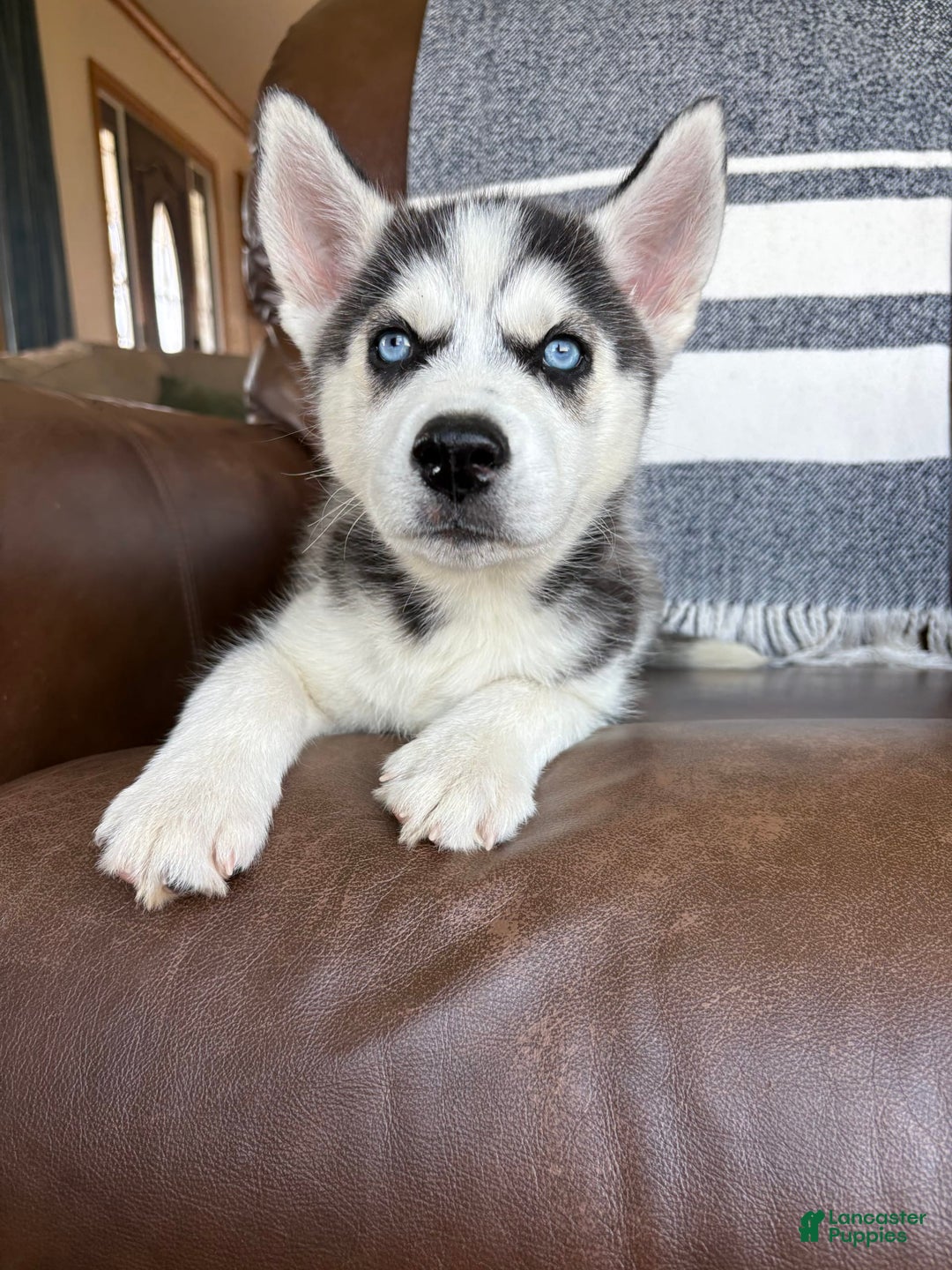 Siberian Husky dogs for sale: Bruno - Image 1