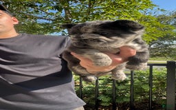 French Bulldog dogs for sale: Fluffy Big Rope Merle Baby Girl - Image 2
