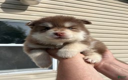 Pomsky dogs for sale: Dove - Image 5