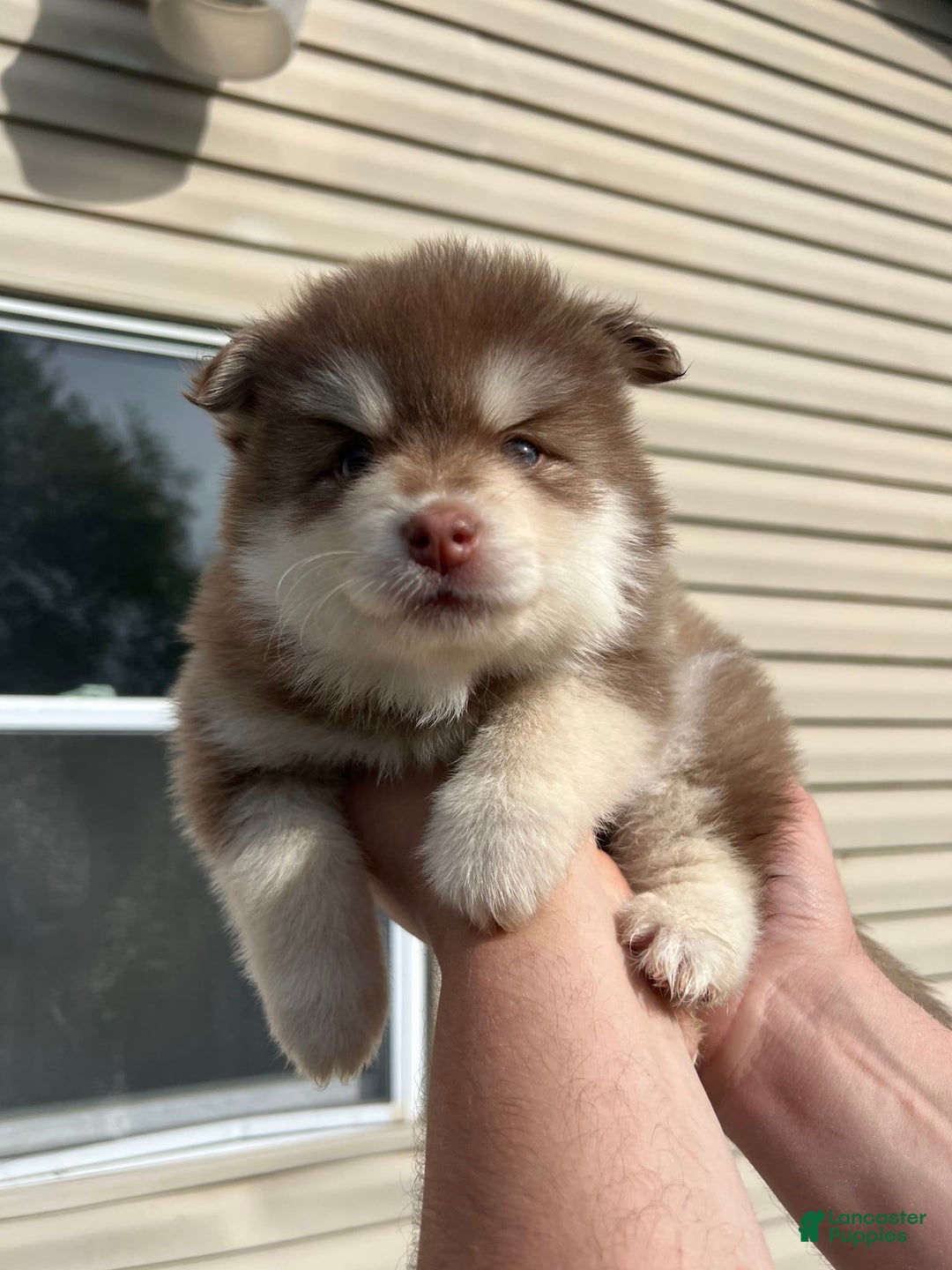 Pomsky dogs for sale: Dove - Image 5