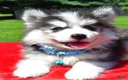 Pomsky dogs for sale: Callie - Image 5