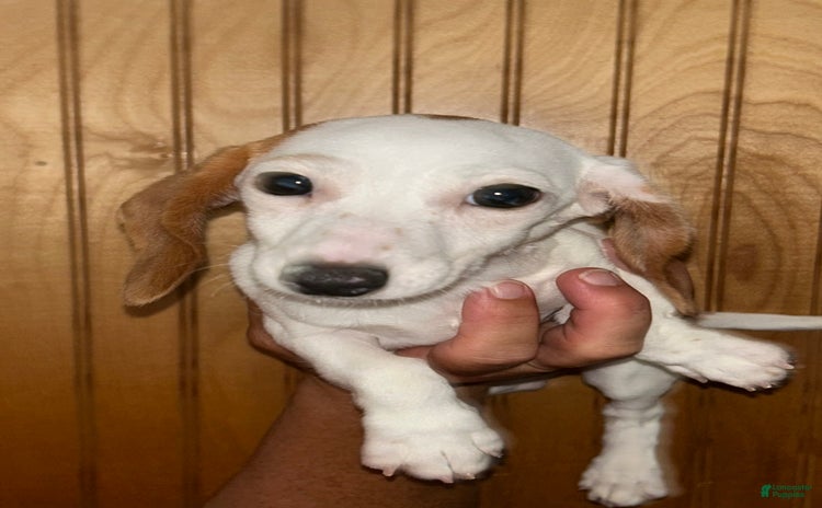 Miniature Dachshund dogs for sale - Ad 1