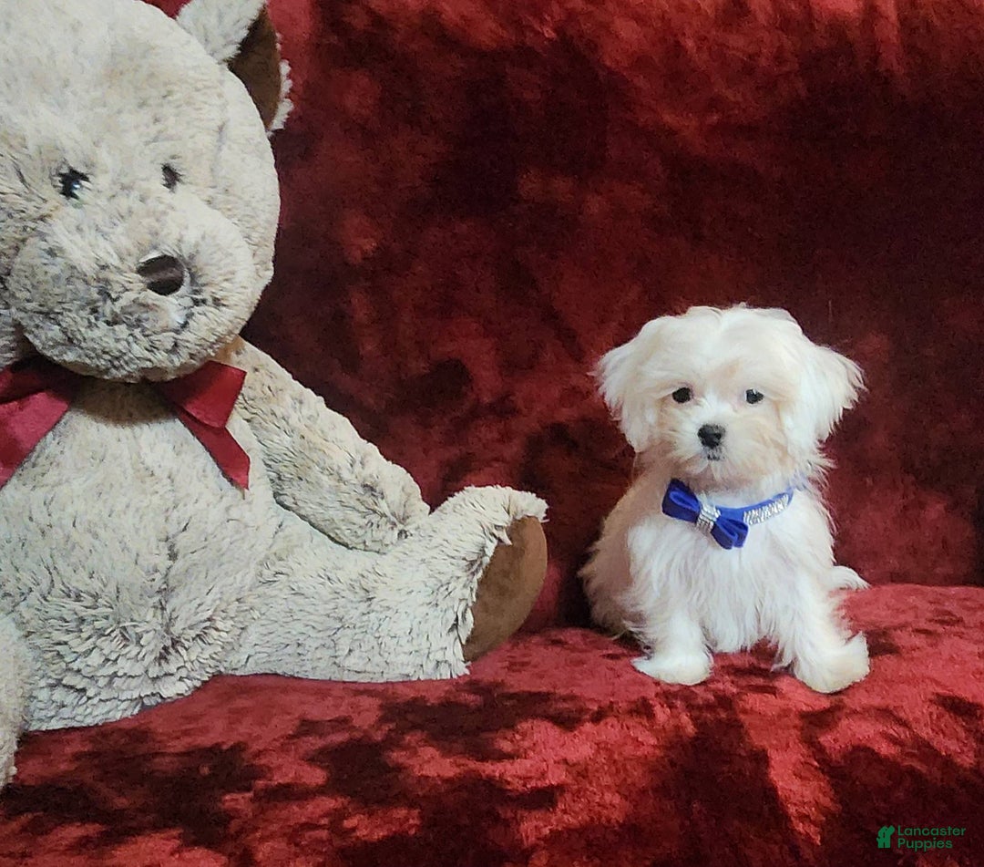 Malshi dogs for sale: Kona - Image 9