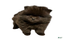 Pomeranian dogs for sale: Jet - Image 13