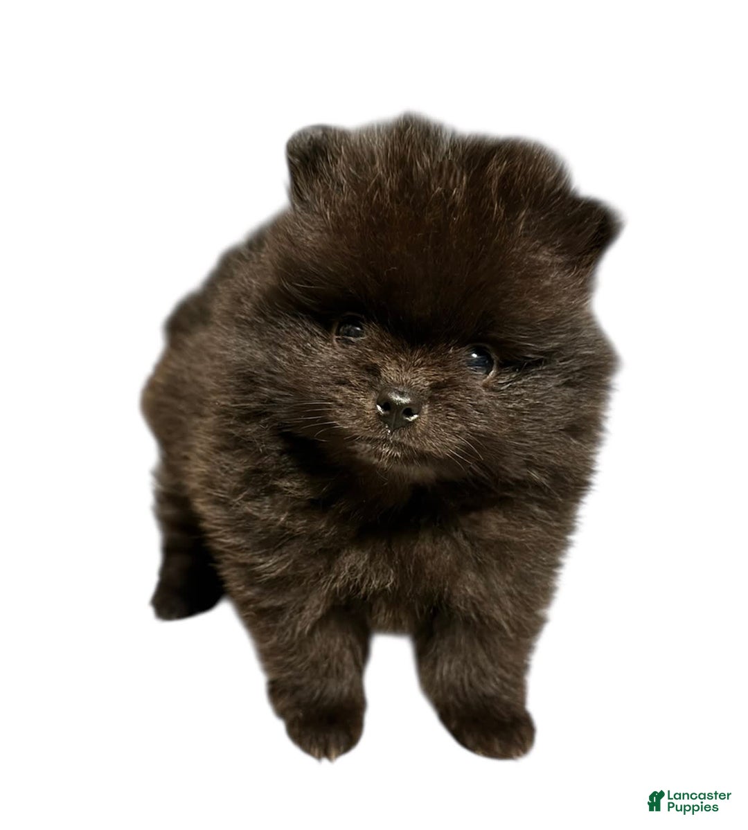 Pomeranian dogs for sale: Jet - Image 13