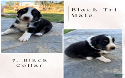 Australian Shepherd dogs for sale: Black Collar - Image 1