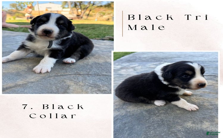 Australian Shepherd dogs for sale - Ad 1