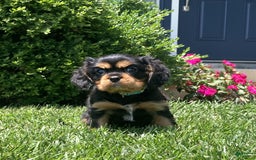 Cavalier King Charles Spaniel dogs for sale: Boomer - Image 11