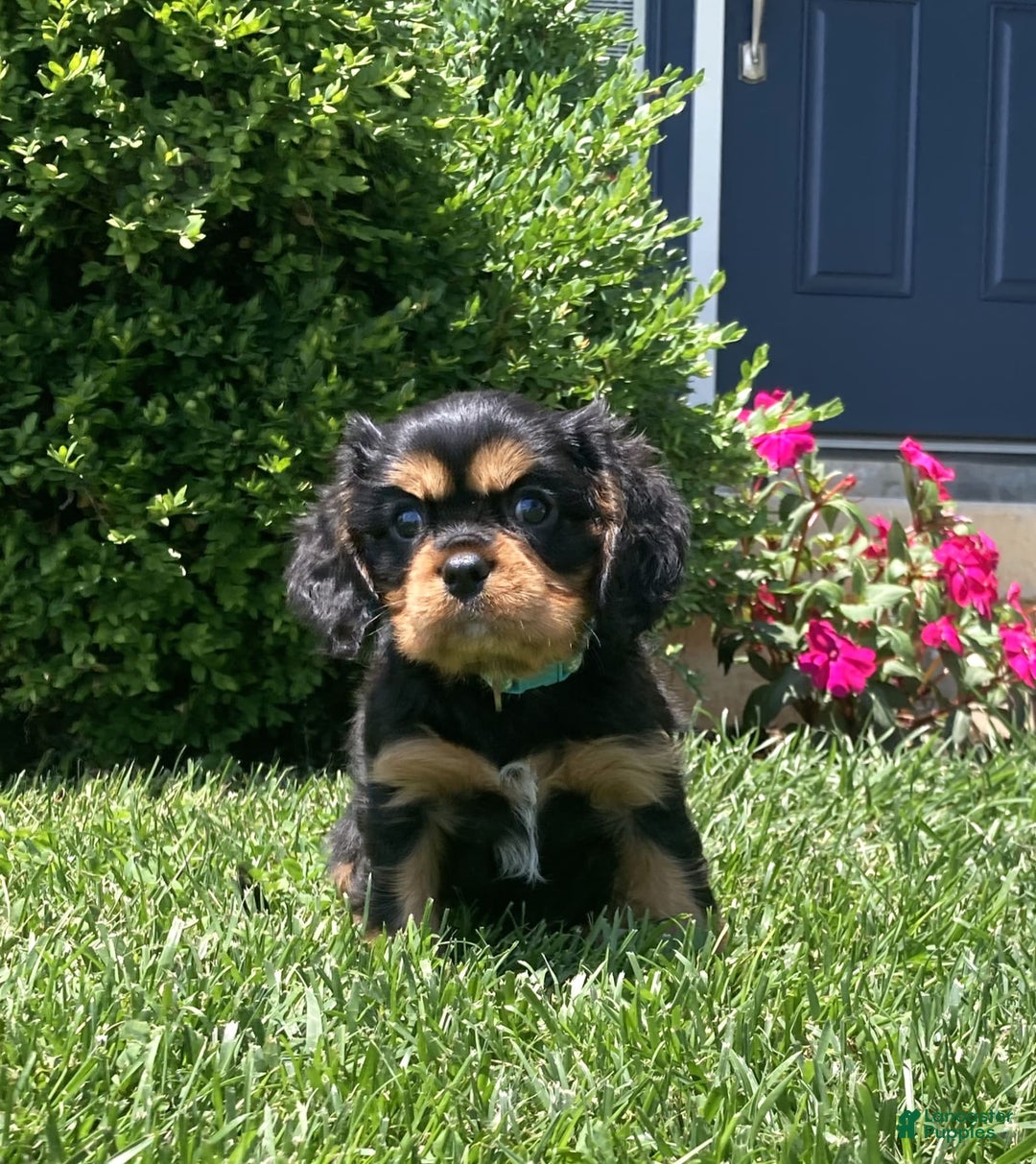 Cavalier King Charles Spaniel dogs for sale: Boomer - Image 11