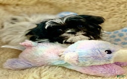 Shih Tzu dogs for sale: Itty Bitty Is A Tiny Teacup - Image 4