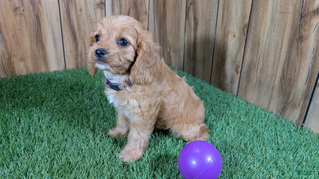Cavapoo dogs for sale: Fiona Girl 2 - Image 7