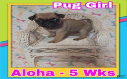 Pug dogs for sale: Aloha - Image 1
