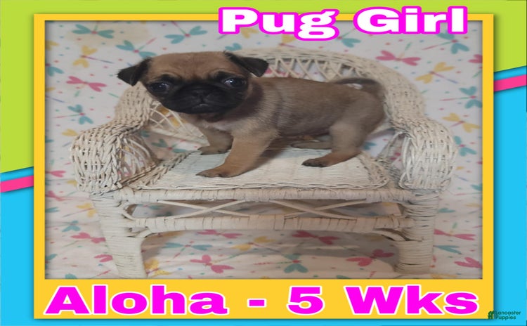 Pug dogs for sale - Ad 3
