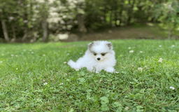 Pomeranian dogs for sale: Sebastian - Image 2