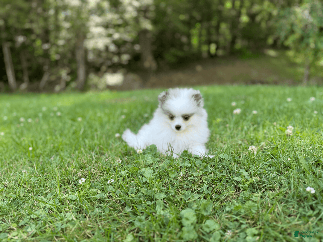 Pomeranian dogs for sale: Sebastian - Image 2