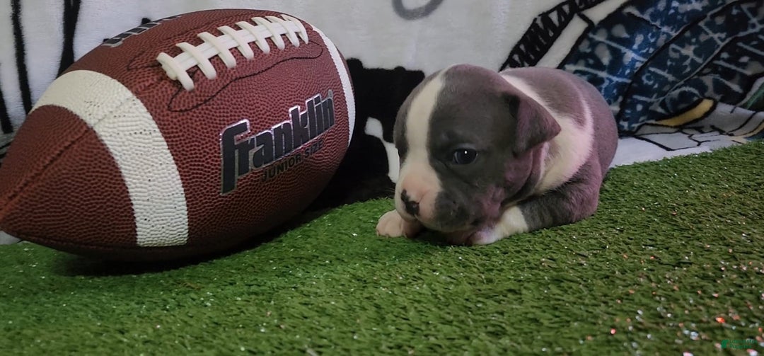American Bully dogs for sale: Hazel - Image 3