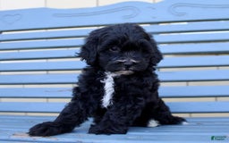 Shihpoo dogs for sale: Maggie - Image 4