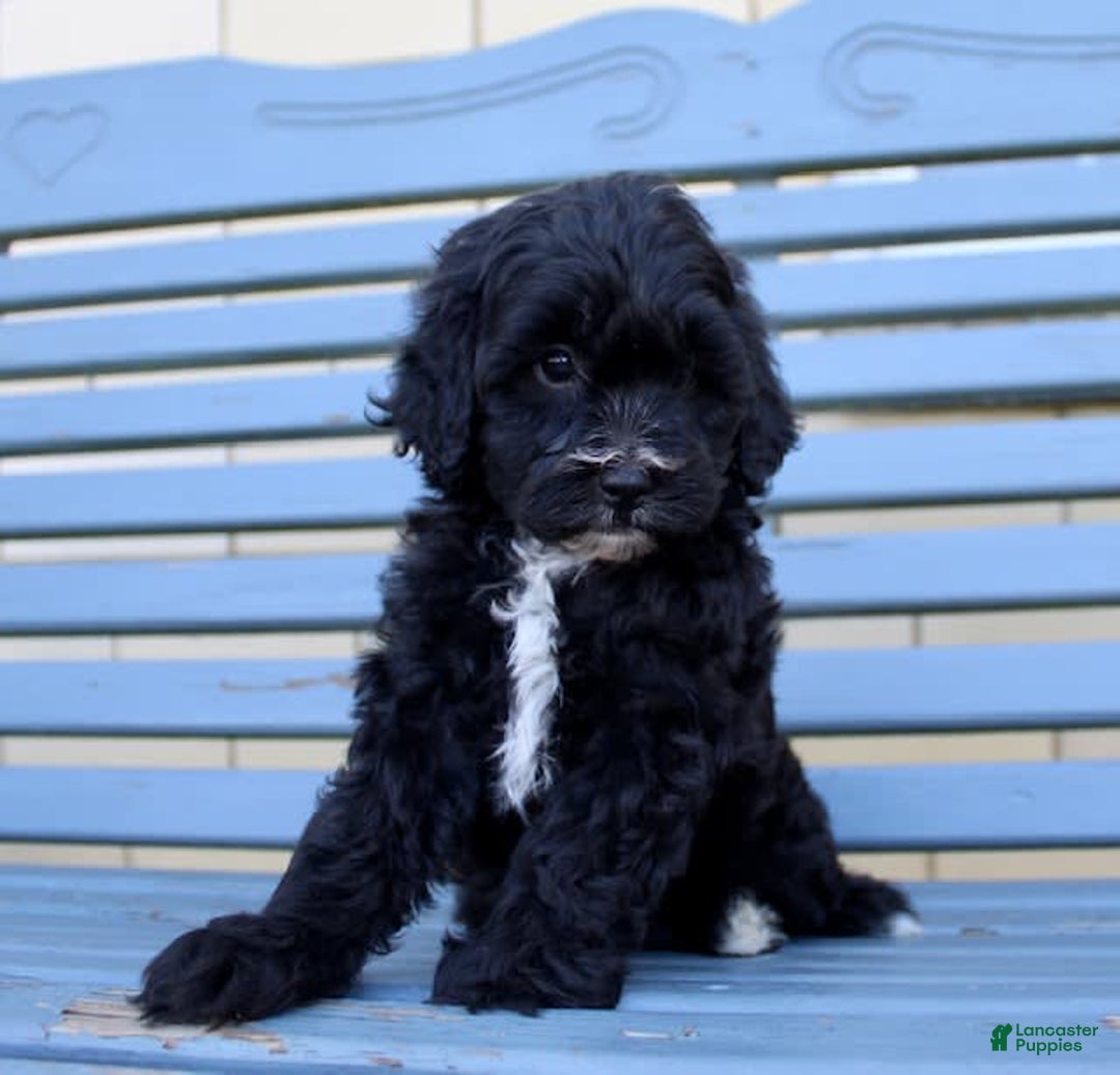Shihpoo dogs for sale: Maggie - Image 4