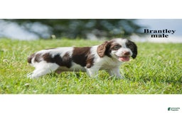 Brittany Spaniel dogs for sale: Bert - Image 1