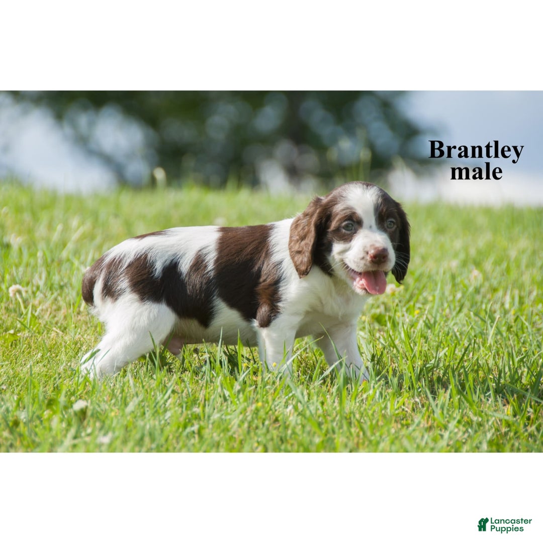 Brittany Spaniel dogs for sale: Bert - Image 1