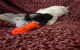 Teddy Bear dogs for sale: Princess - Image 4