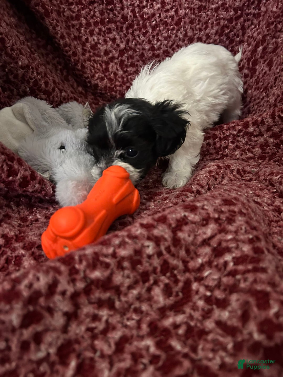 Teddy Bear dogs for sale: Princess - Image 4
