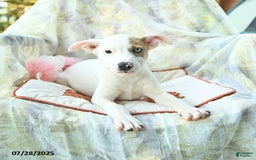Siberian Husky dogs for sale: Bear - Image 4
