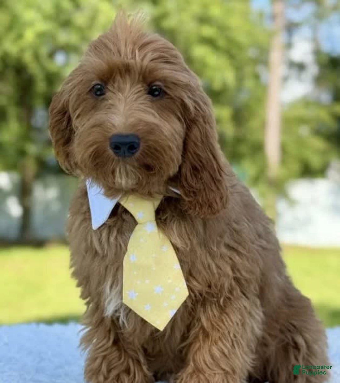 Mini Goldendoodle dogs for sale: Thiago - Image 2