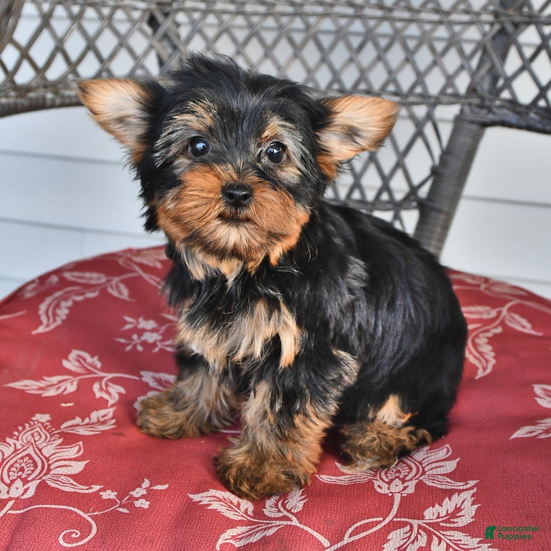 Yorkshire Terrier dogs for sale: Alice - Image 9