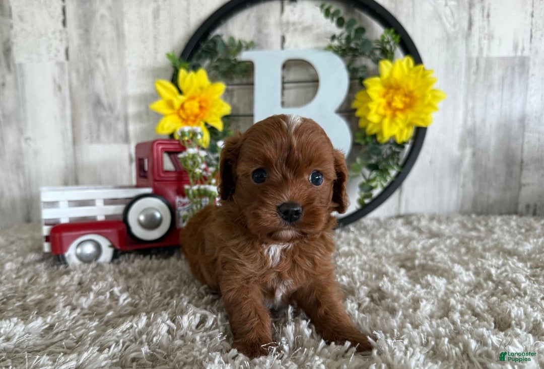 Cavapoo dogs for sale: Lainey - Image 4