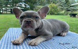 French Bulldog dogs for sale: Adele - Image 1