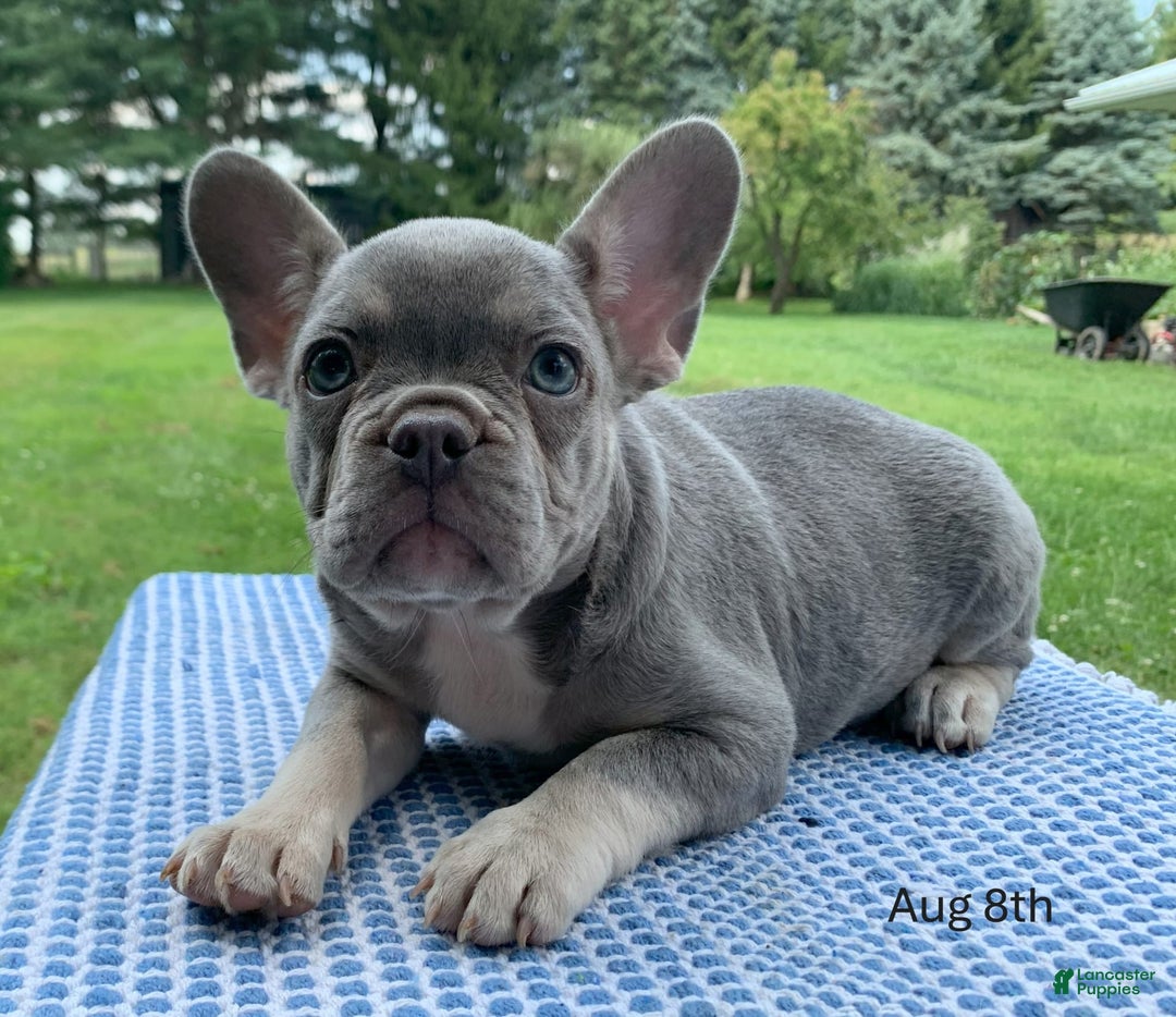 French Bulldog dogs for sale: Adele - Image 1