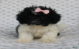 Shihpoo dogs for sale: Sally - Image 3