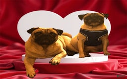 Pug dogs for sale: Pink - Image 5