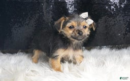 Morkie dogs for sale: Pudding - Image 1