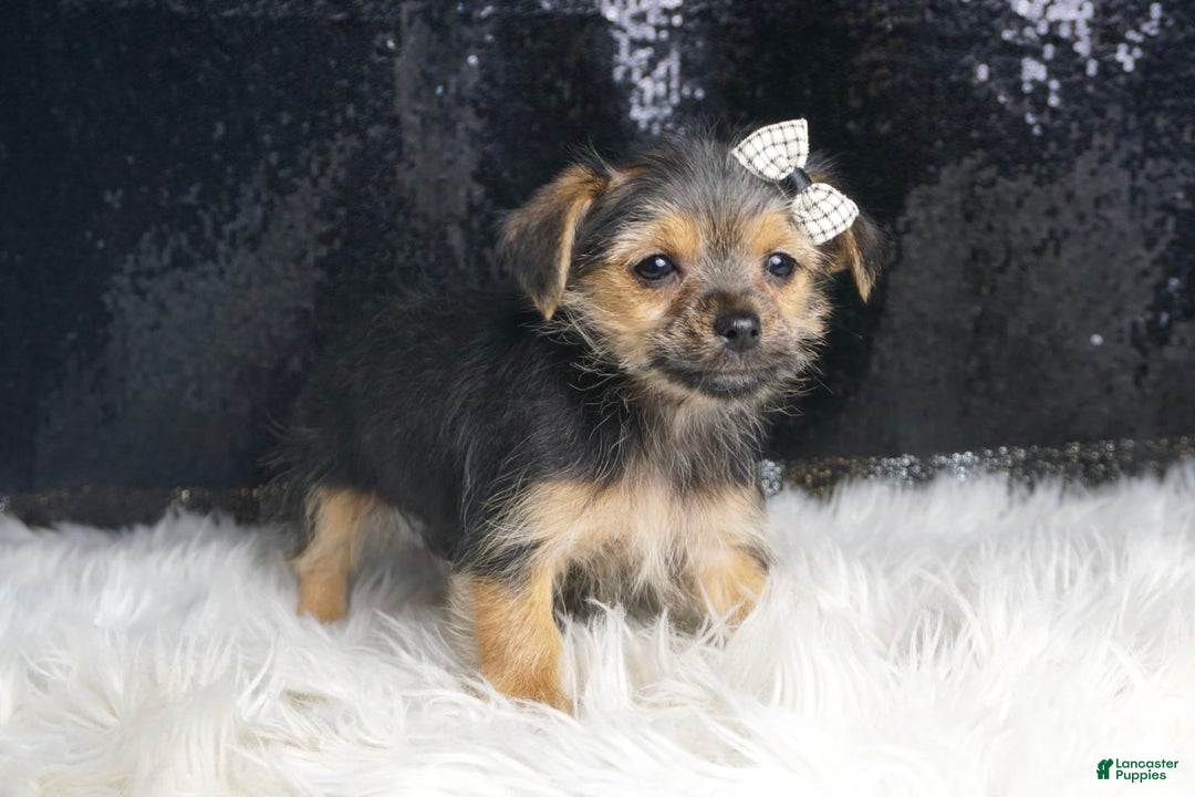 Morkie dogs for sale: Pudding - Image 1