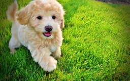 Havapoo dogs for sale: Wags - Image 20