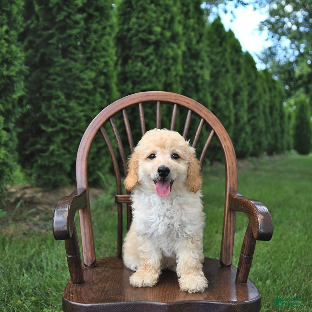 Mini Goldendoodle dogs for sale: Marco - Image 2