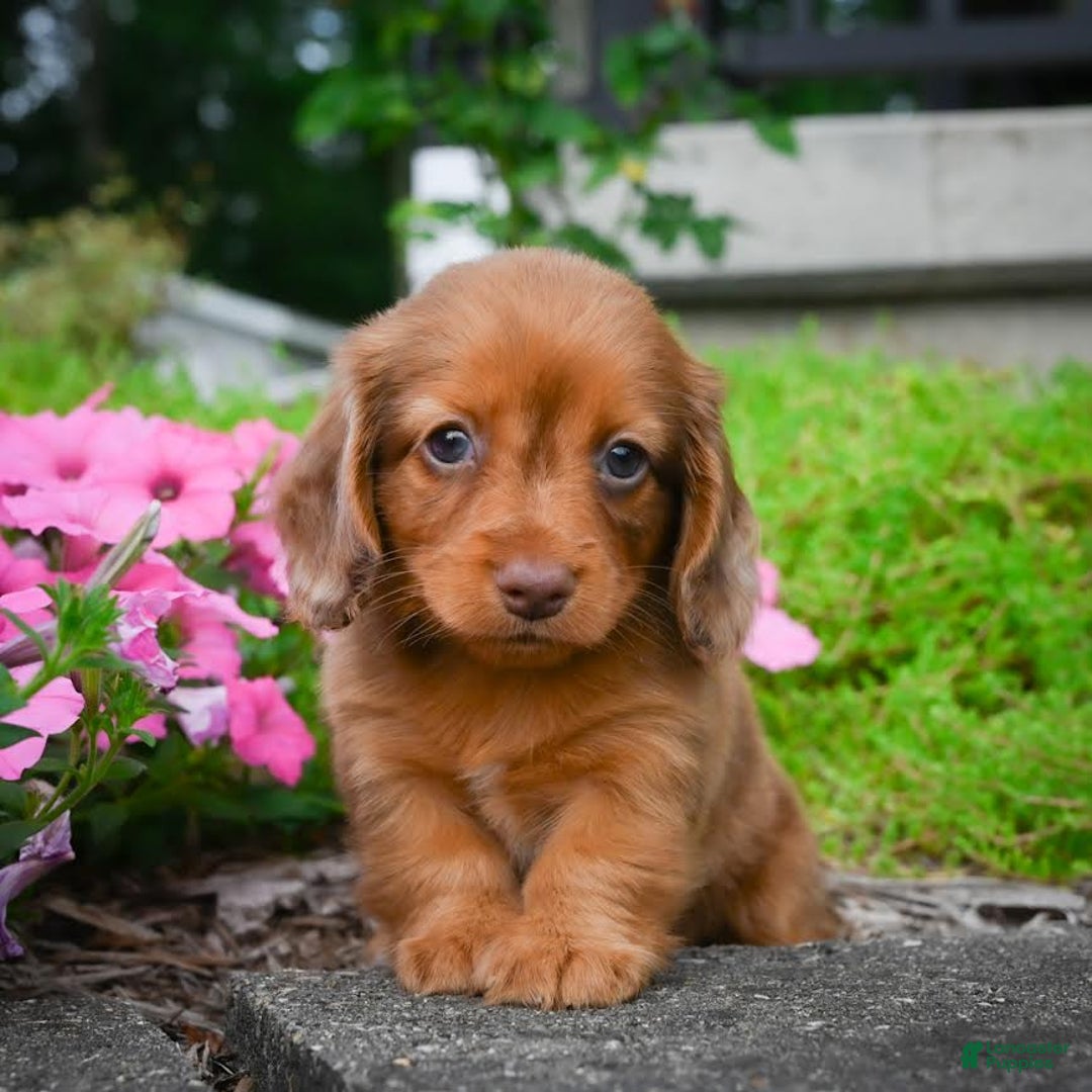 Miniature Dachshund dogs for sale: Sugar - Image 4