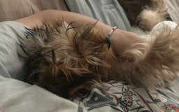 Yorkshire Terrier dogs for sale: Harley - Image 3