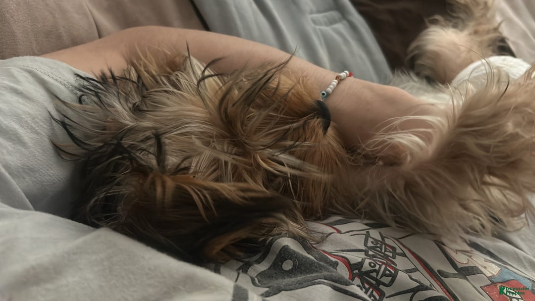 Yorkshire Terrier dogs for sale: Harley - Image 3