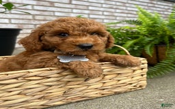 Goldendoodle dogs for sale: Charlotte - Image 2