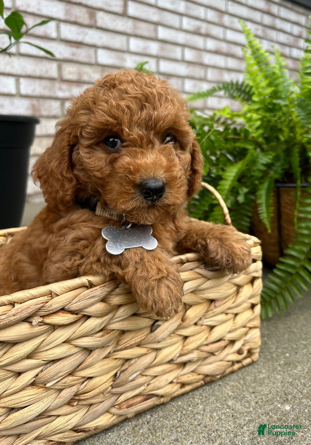 Goldendoodle dogs for sale: Charlotte - Image 2