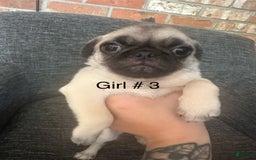 Pug dogs for sale: Hazel - Image 3